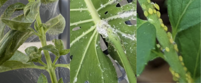 Charly Insect Creeping Charlie Plant Care: Everything You Need to Know - The Green ...