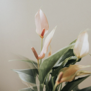 The 21 Best Plants For The Perfect Night’s Sleep - The Green Aesthetic