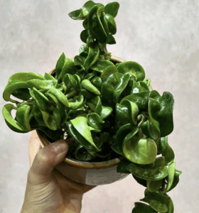 Bush Rope Plant The Fool proof Hindu Rope Plant Care Guide You Need - The Green Aesthetic