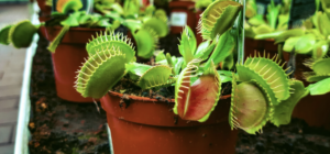 How to Make a Venus Flytrap Grow Big (With the Right Care From Day One ...